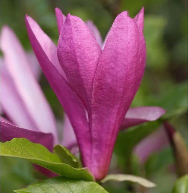 Magnolia liliiflora Susan in Pink, niedriger Strauch für den Garten, Höhe: 125-150 cm - Bild 1