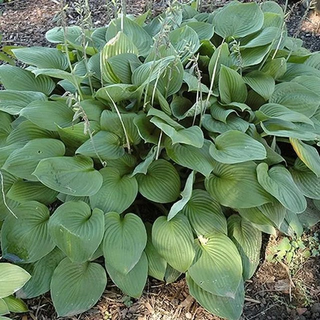 6er Set Arborix Funkie Obscura Hosta fortunei mit herzförmigen Blättern in Grün und Lila, Topfgröße 9 cm - Bild 1