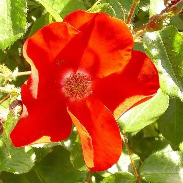 Arborix Rose Apache in Rosa, reichblühender Zierstrauch für Balkon und Garten - Bild 1
