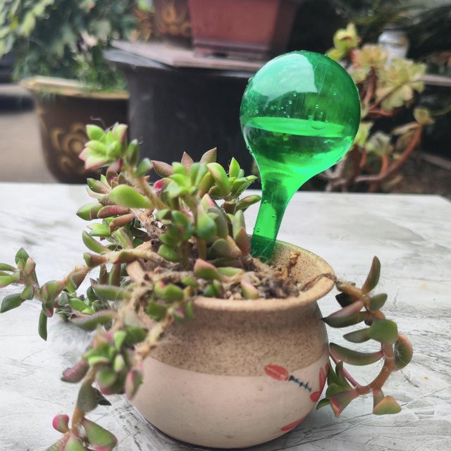 MTMA Automatischer Kunststoff-Bewässerungsball für Gartenpflanzen, Sukkulenten, Blumen und Bonsai in Grün - Bild 1