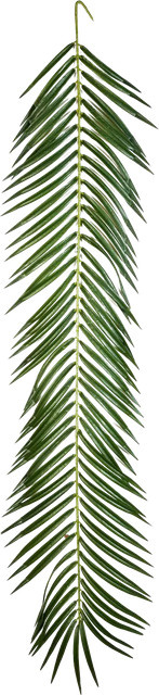 Künstliches Phoenixpalmenblatt Oliwia von Aplanta, Höhe: 126 cm - Bild 1