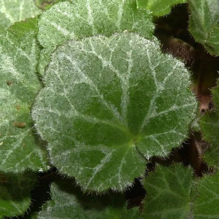 Saxifraga stolonifera Judenbart Zimmerpflanze von Nr-01.de in Grün