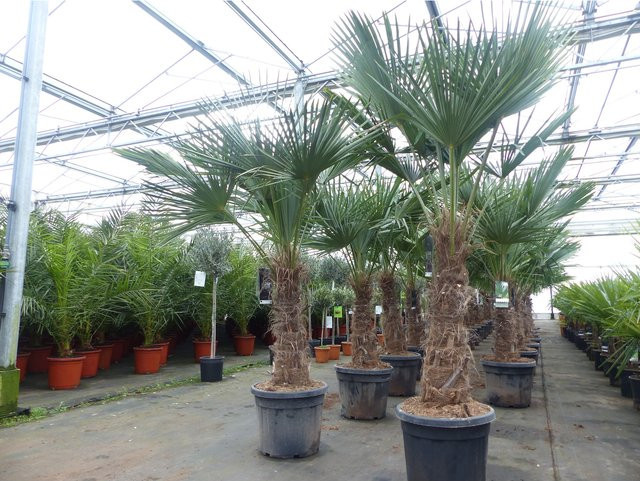 Winterharte Hanfpalme Trachycarpus fortunei mit dickem Stamm, Höhe: 170 - 200 cm, Grünwaren - Bild 1
