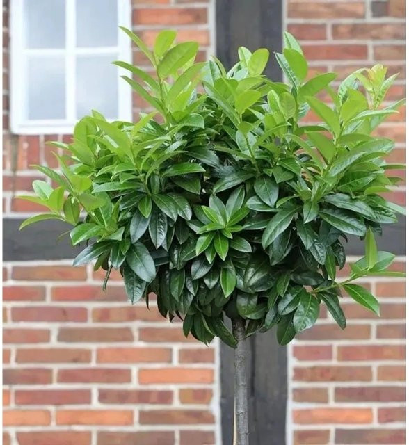 Hochstamm Lorbeerkirsche Etna Prunus laurocerasus als Zierpflanze für den Garten, Höhe: 80-100 cm - Bild 1