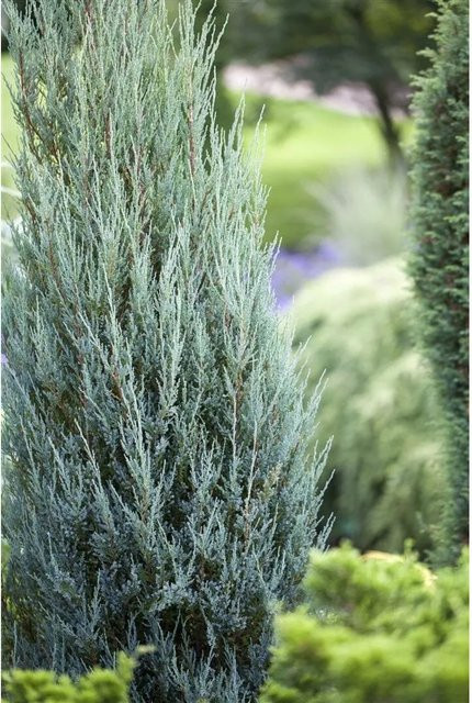 Juniperus Scopulorum Blue Arrow Säulenwacholder Blaugrün Pflanzen für dich Höhe: 100–125 cm - Bild 1