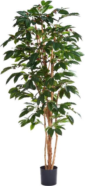 Künstlicher Kaffebaum Philomena von Aplanta, Höhe: 180 cm - Bild 1