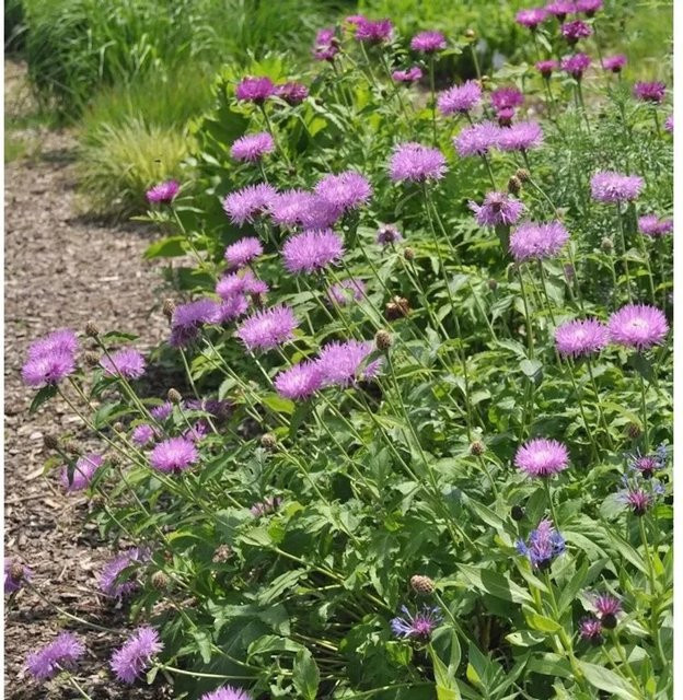 Filzige Flockenblume Centaurea hypoleuca John Coutts als mehrjährige Gartenpflanze - Bild 1