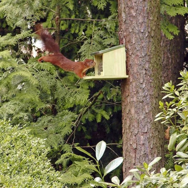 Eichhörnchen Futterhaus aus Holz als Futterspender und Futterautomat für den Garten - Bild 3