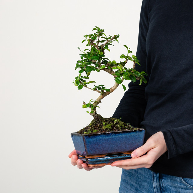 BLUME2000 Funkientee Bonsai Traditional in Grün, Tischpflanze, Höhe: 25 cm, Breite: 30 cm - Bild 1