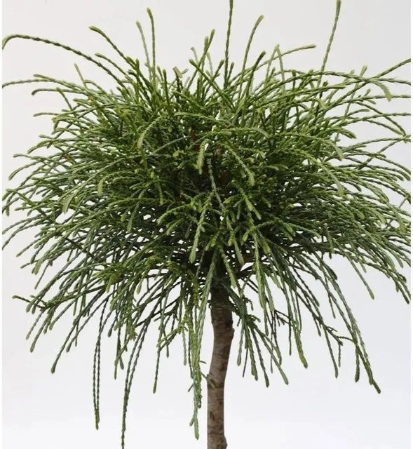 Thuja plicata Whipcord Lebensbaum als Hochstamm von Nr-01.de in Grün, Höhe: 40-60 cm - Bild 1