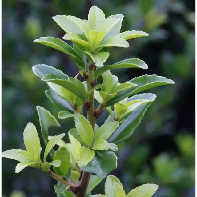Ilex maximowicziana kanehirae Hochstamm Chinesische Hecke von Nr-01.de, Grün, Höhe: 60-80 cm - Bild 1