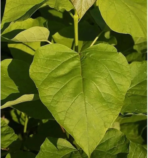 Catalpa bignonioides Gelber Trompetenbaum für deinen Garten, Höhe: 80-100 cm - Bild 1