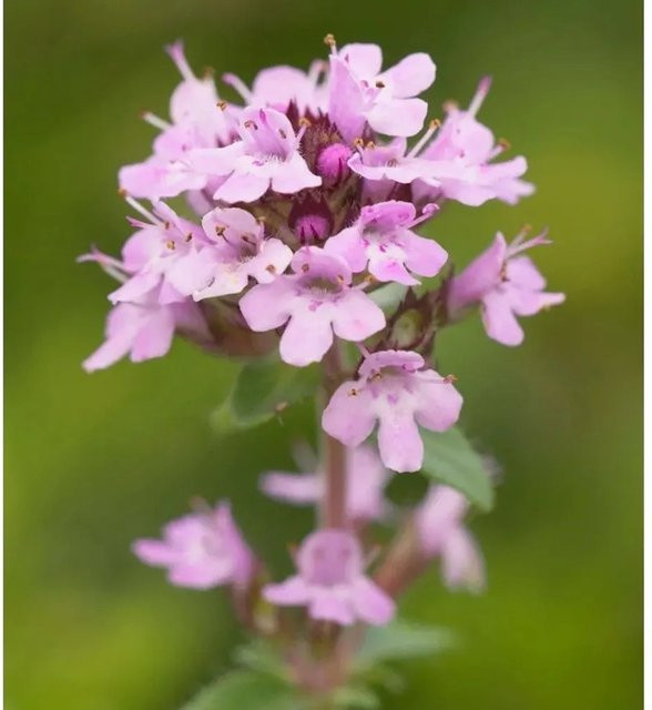 Zitronenquendel Elfin Thymus praecox Gewürzpflanze und Bodendecker von Nr-01.de - Bild 1