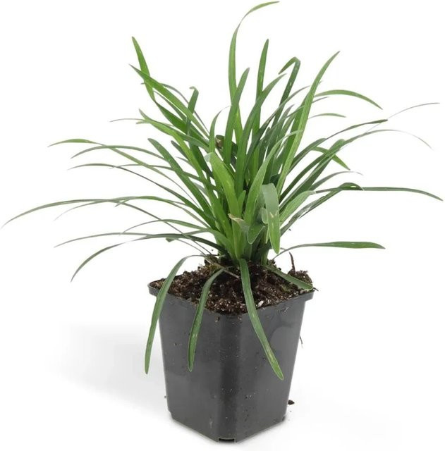 Exotenherz Set mit 12 Liriope Muscari Moneymaker Pflanzen in 9cm Töpfen, lila und grün, wintergrüne Bodendecker - Bild 1
