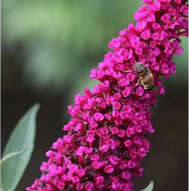 Sommerflieder Buddleja Royal Red in Rot und Purpur, Höhe: 30-40 cm - Bild 1