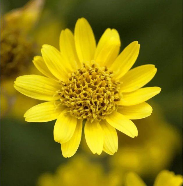 Amerikanische Arnika Arnica chamissonis gelber Strauch von Nr-01.de - Bild 1