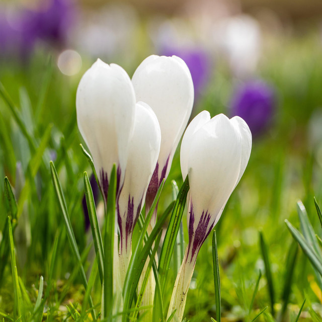 3 Stück Krokus in Weiß von BLUME2000 - Bild 1