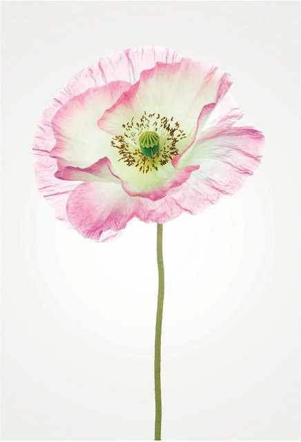 Komar Wandbild Poppy in Pink, Breite: 50 cm, Höhe: 70 cm - Bild 1
