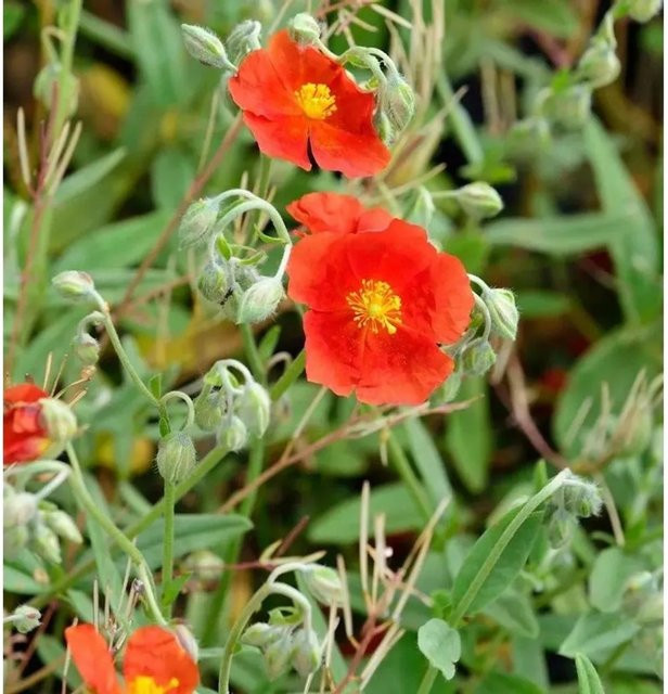 Sonnenröschen Fire Dragon Helianthemum cultivum roter Bodendecker für Steingärten und Einfassungen - Bild 1