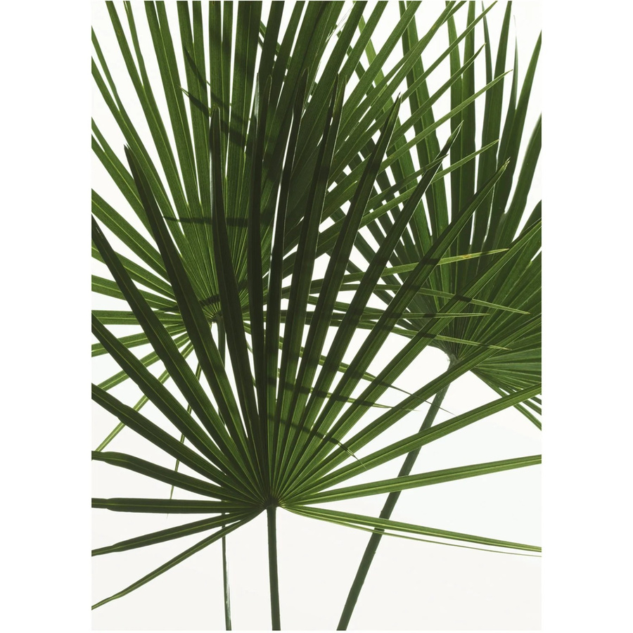 Komar Wandbild Palmtree Leaves in Grün, B: 30 cm, H: 30 cm - Bild 2