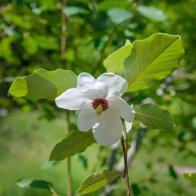 Magnolia wilsonii Hochstamm Sommerduft Magnolia als Zierbaum für deinen Garten, Höhe: 80-100 cm - Bild 1