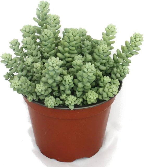 Exotenherz Affenschaukel Sedum Morganum Burritum Sukkulente im 12 cm Topf - Bild 1