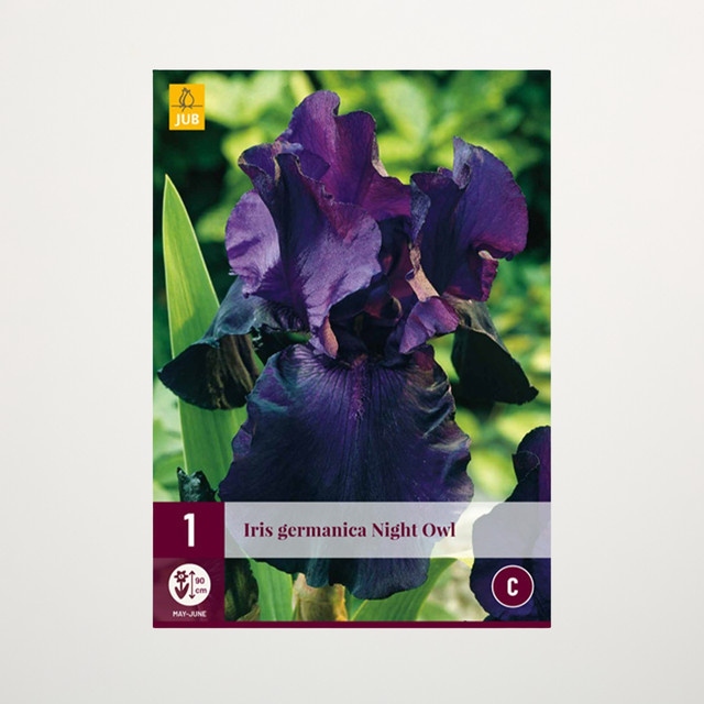 Schwertlilie Night Owl Knolle von BLUME2000 - Bild 1