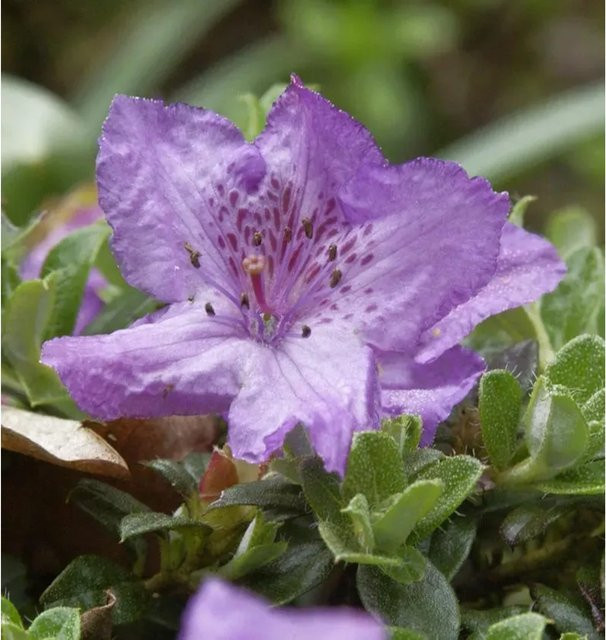 Rhododendron keleticum Zwerg Alpenrose von Nr-01.de, Höhe: 15-20 cm - Bild 1