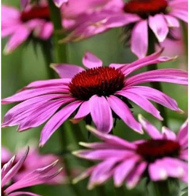 Sonnenhut Little Magnus Echinacea purpurea lila Schnittblumepflanze - Bild 1