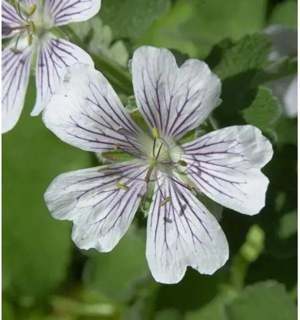 Geranium renardii Kaukasus-Storchschnabel als winterharte Staude von Nr-01.de - Bild 1