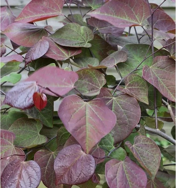 Kanadischer Judasbaum Ruby Falls Cercis canadensis in Purple, Höhe: 30-40 cm - Bild 1