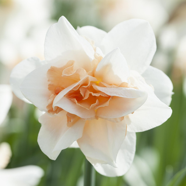 Narzissen Replete Weiß-Aprikot von BLUME2000, 3 Stück - Bild 1