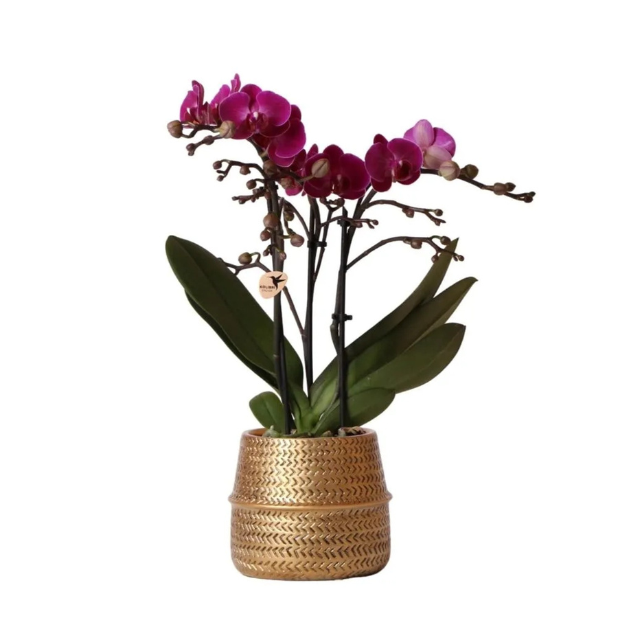 Kolibri Phalaenopsis Orchidee Lila Morelia & Groove mit Gold Ziertopf, Höhe: 40 cm, Topfgröße: 9 cm - Bild 2