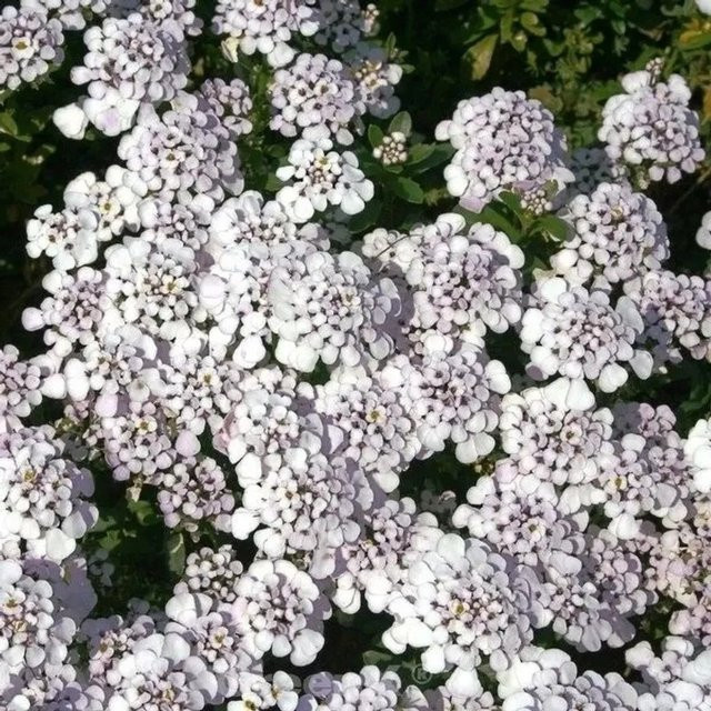Iberis sempervirens Schleifenblume Masterpiece – Weiße Blühstaude als Bodendecker für Steingärten und Beeteinfassungen - Bild 1