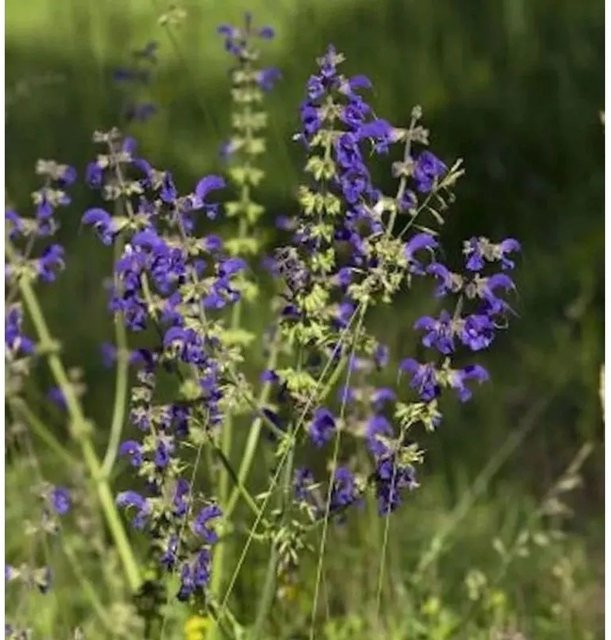Wiesen Salbei Rhapsody in Blue Salvia pratensis Blaue Staude für den Garten - Bild 1