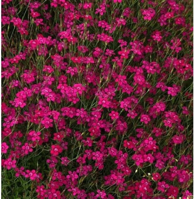 Heidennelke Brilliant Dianthus deltoides als pinkfarbene Staude und Bodendecker für den Naturgarten oder Staudengarten - Bild 1