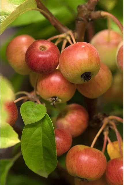 Malus Evereste Zierapfel als Zierbaum mit weißer, grüner, orangefarbener und roter Blüte, Höhe: 60–100 cm - Bild 1