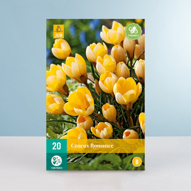 Botanischer Krokus Romance Blumenzwiebeln von BLUME2000, 20 Knollen - Bild 1