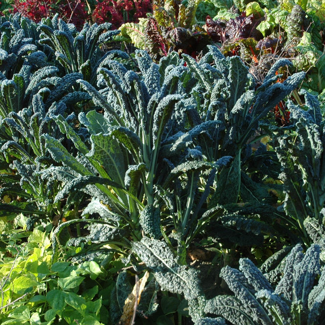 BIO Grünkohl Nero di Toscana von BLUME2000 - Bild 1