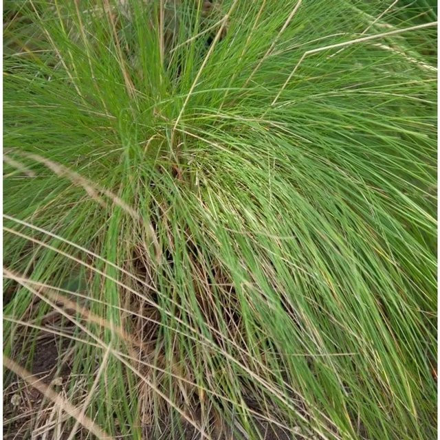 Regenbogenschwingel Walberla Festuca amethystina mehrjährige Staude als Bodendecker für Steingärten, Farben: Blau, Grün, Mehrfarbig - Bild 1
