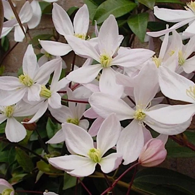 Arborix Immergrüne Waldrebe Clematis armandii Apple Blossom Kletterpflanze im Container, Höhe: 60 bis 80 cm - Bild 1