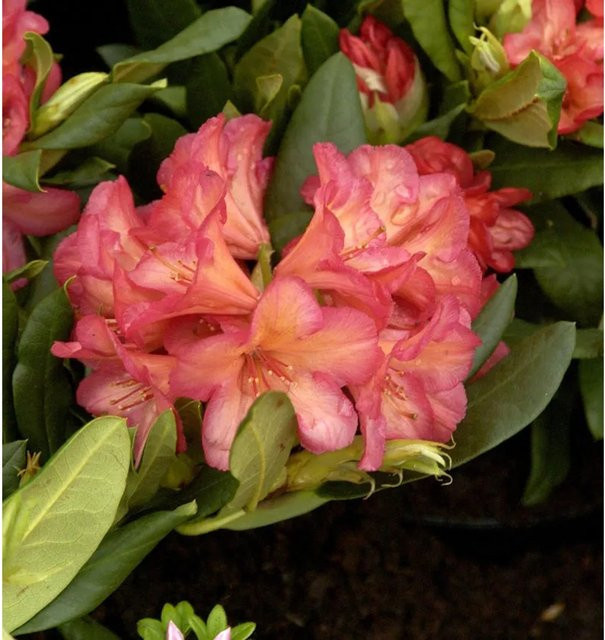 INKARHO Rhododendron Balalaika Alpenrose als großblumiger Zierstrauch in Pink, Höhe: 50-60 cm - Bild 1