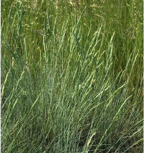 Blauschwingel Harz Festuca ovina als mehrjährige Pflanze in Blau und Silber von Nr-01.de - Bild 1
