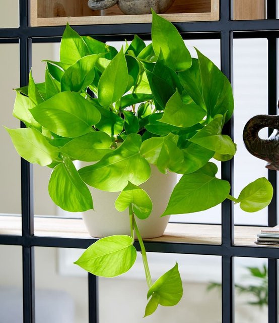 Efeutute Golden Pothos als Hängepflanze in Goldgelb - Bild 1