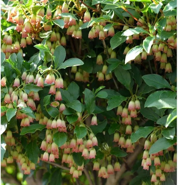 Enkianthus campanulatus Prachtglocke Ruby Glow Zierstrauch in Gelb, Rot und Rosa, Höhe: 40-60 cm - Bild 1