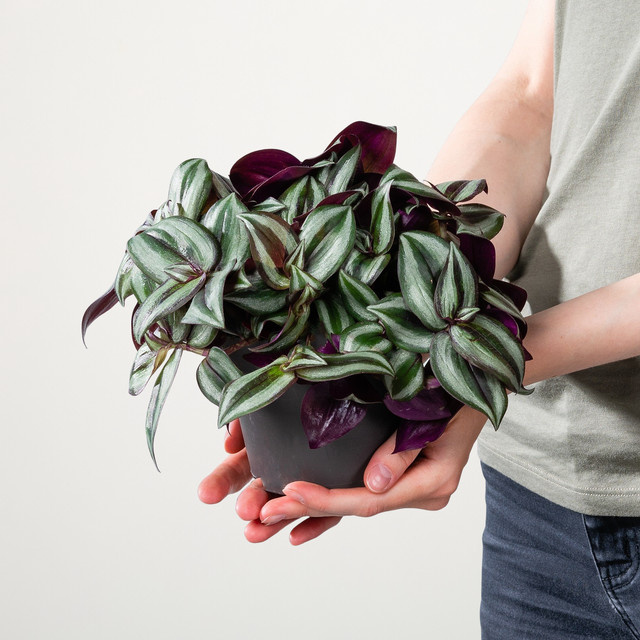 3er Set Tradescantia Pink Joy Zimmerpflanze von BLUME2000 in Pink und Weiß gestreift - Bild 1