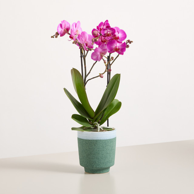 BLUME2000 Zimmerpflanze in Lila und Pink mit Keramiktopf - Bild 1