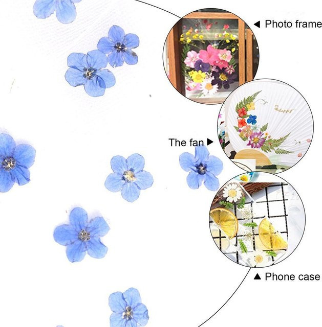 20 Stück getrocknete Vergissmeinnicht Blumenköpfe in Blau von KITPIPI für Epoxidharz, Schmuck, DIY-Dekoration und Nageldesign - Bild 1