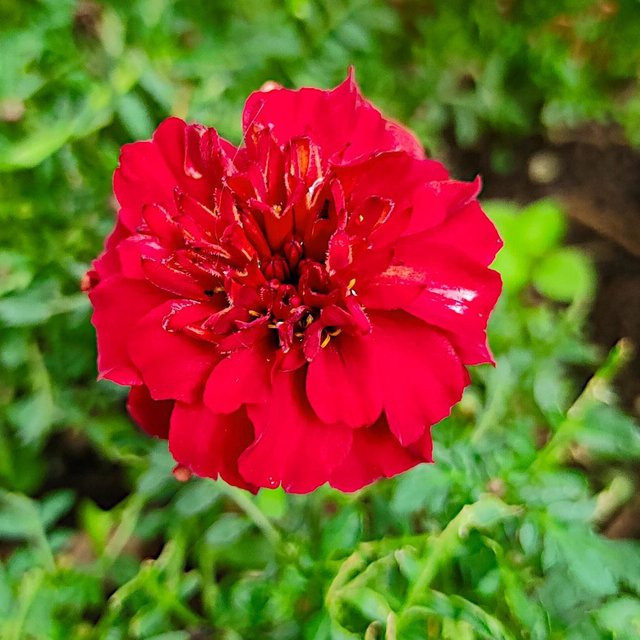 Tagetes Scatter Champion Red Samen WegAna-Low-Sorte, 0,5 g, rote Blumen für Töpfe, Blumenbeete und Balkone - Bild 1