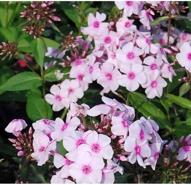 Hohe Flammenblume Kirmeländer Phlox Paniculata als Beetpflanze und Schnittblume von Nr-01.de - Bild 1